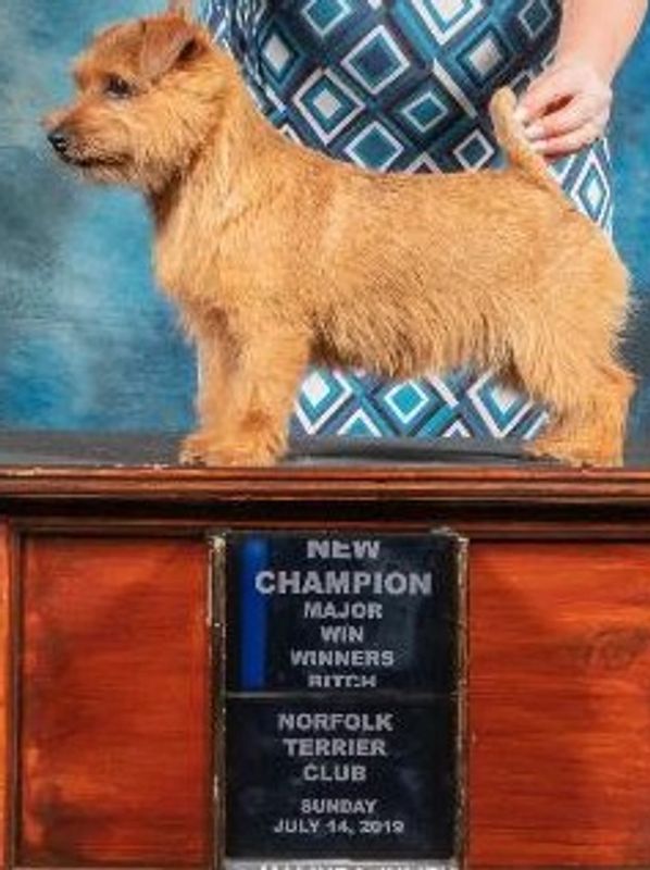 Norfolk Adult Availablity